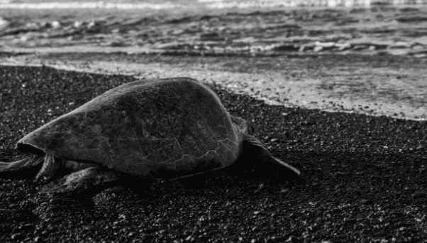 Kemp's Ridley Sea Turtle