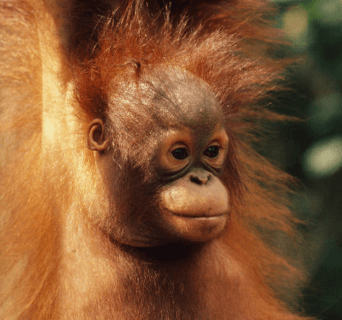 Borean Orangutan