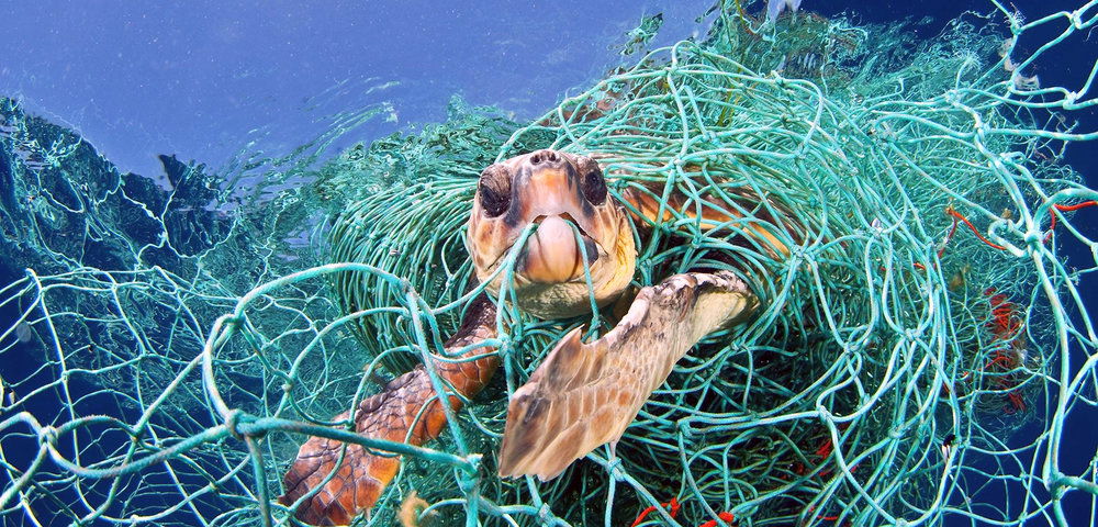 Hawksbill sea trutles