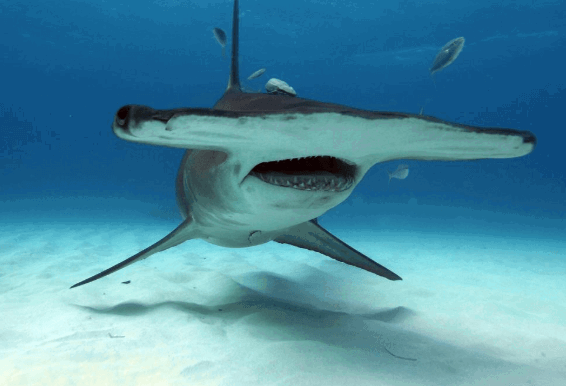 Hammer  Head Shark