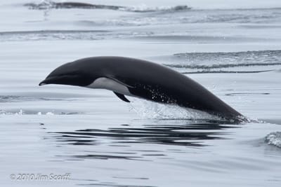 Right Whale dolphin