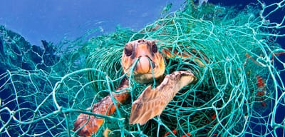 Hawksbill sea trutles