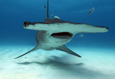 Hammer  Head Shark