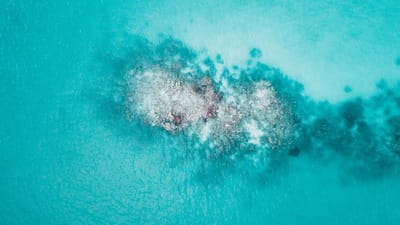  Mold Remediation  image