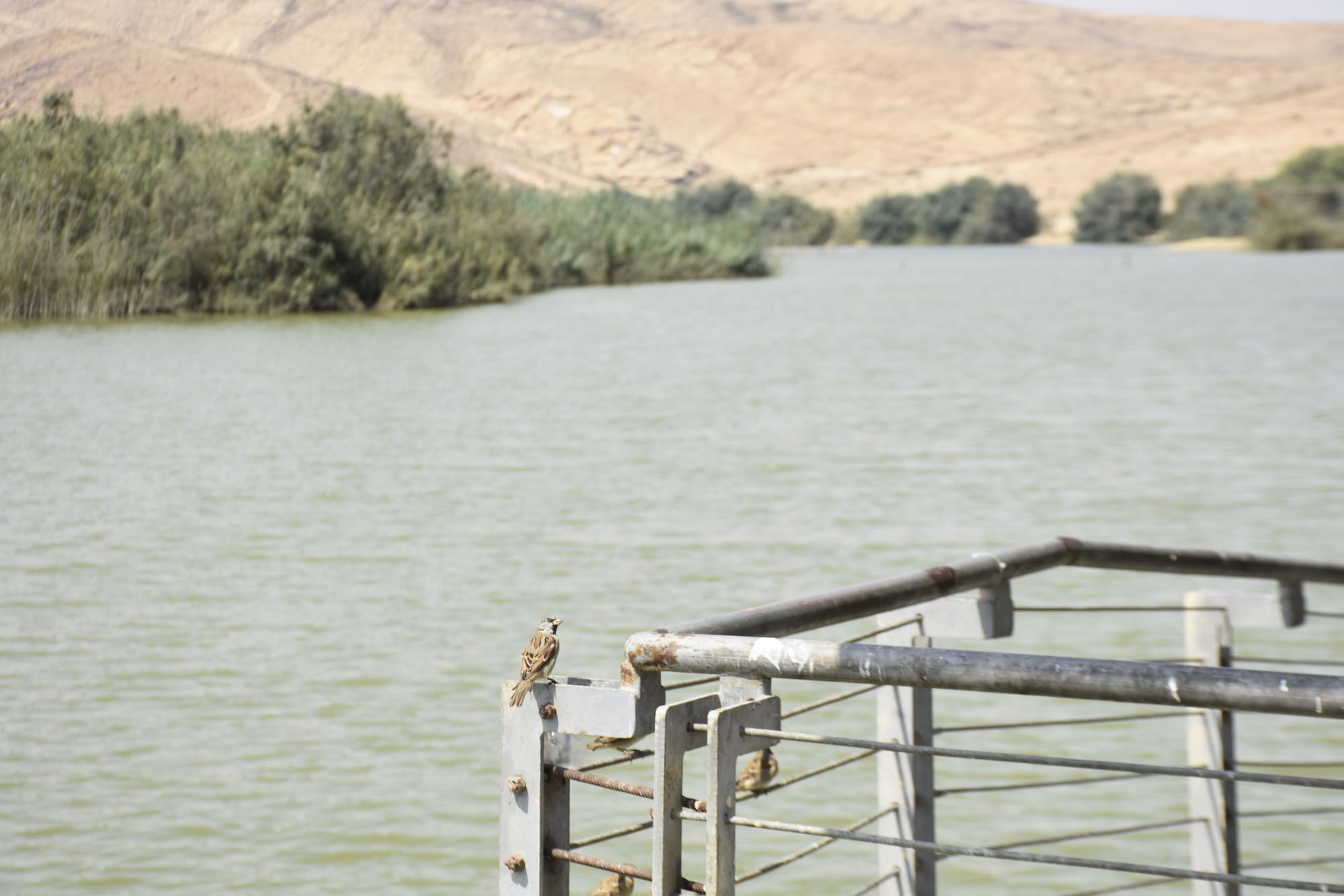 המלצות  בנגב לטיולים, נקודות מים, תצפיות ועוד חינם לכל המשפחה