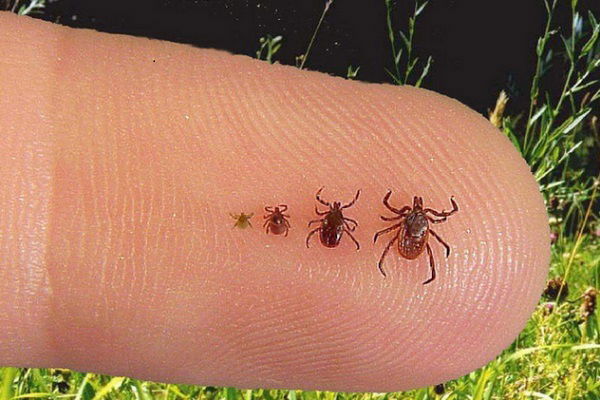 TICKS DESEASES