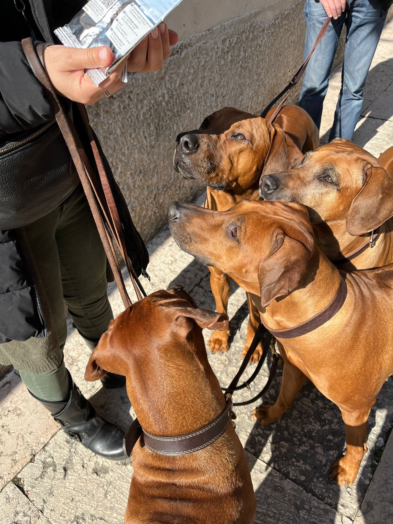 DOG SOCIALIZATION