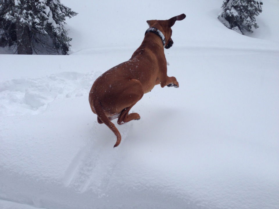 DOGS VS COLD