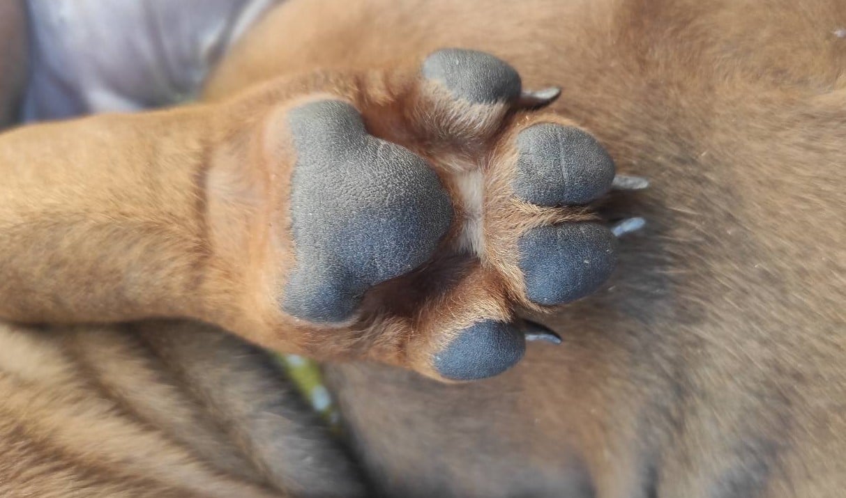 UNGHIE E PIEDI DEL CANE