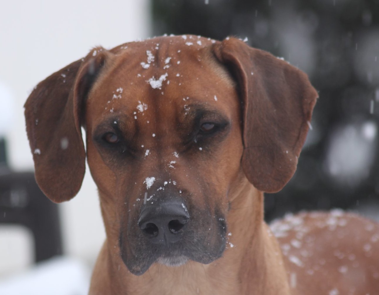 DER RHODESIAN RIDGEBACK