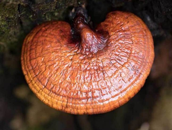 REISHI MUSHROOMS