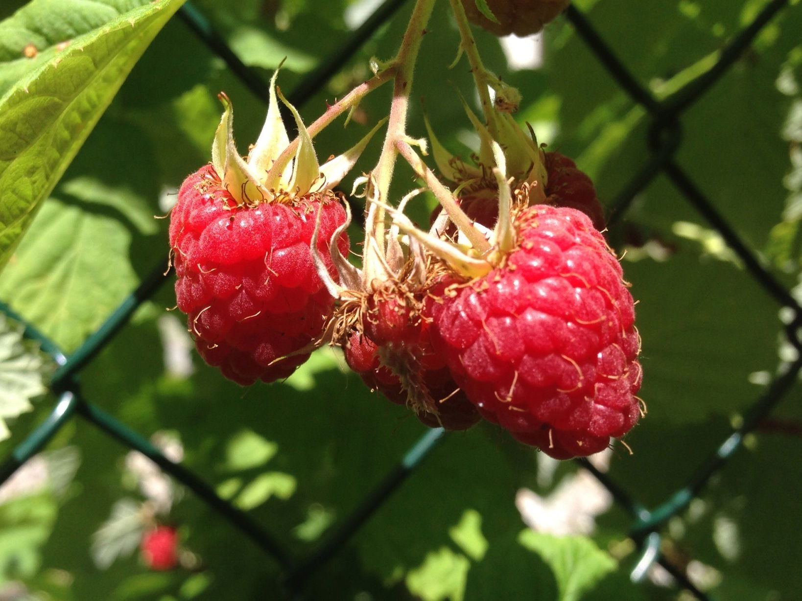 FRUITS FOR DOGS