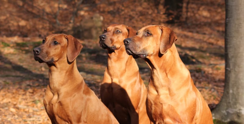 BENVENUTI SUL NOSTRO NUOVO SITO!