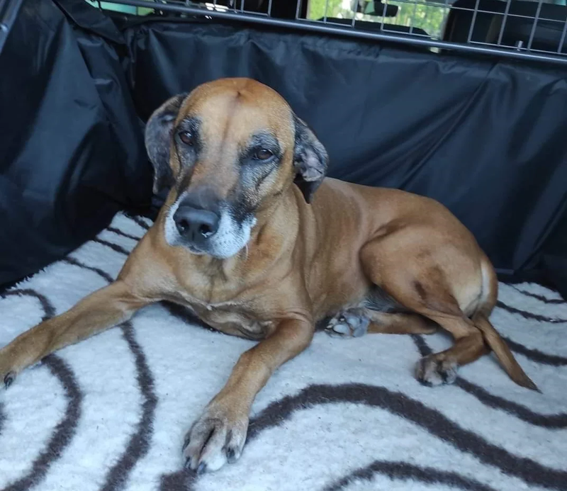 FELICE COMPLEANNO CUCCIOLATA A!