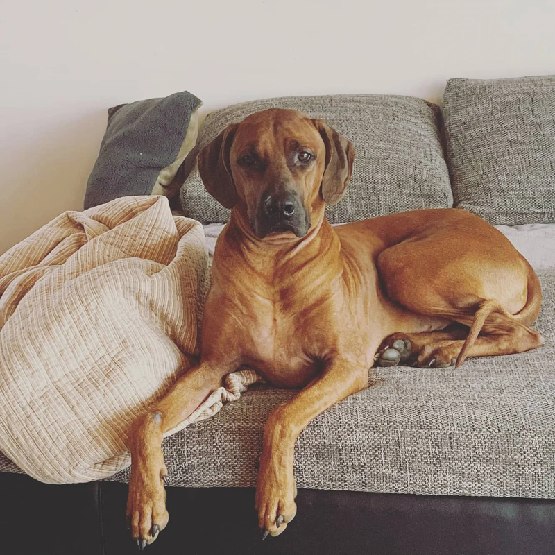 HLUHLUWE EDELMAR LIZRAHEL