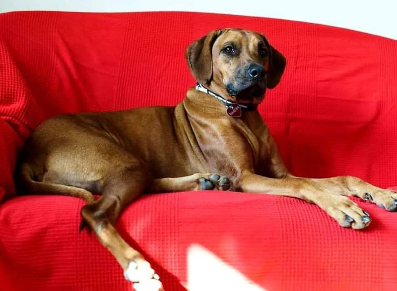 HLUHLUWE BAHIYA ARIEL