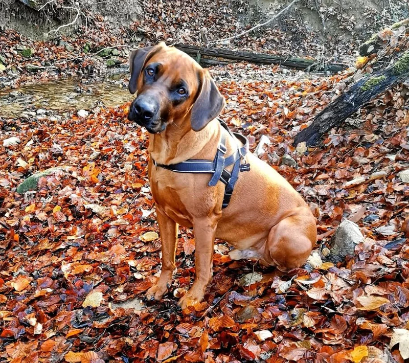 HLUHLUWE DRISS POYEL