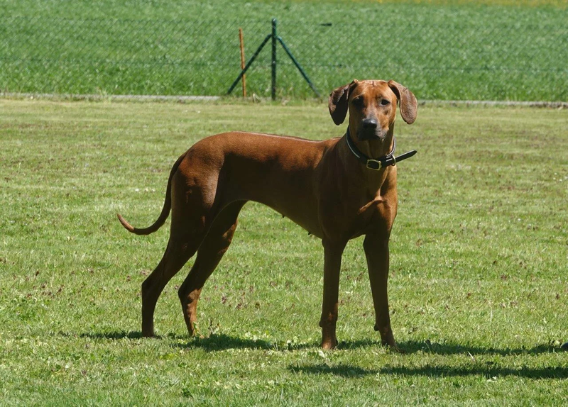 RRCS - BREEDING TEST