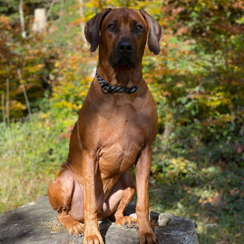 HLUHLUWE CHU'NAWA HARAEL