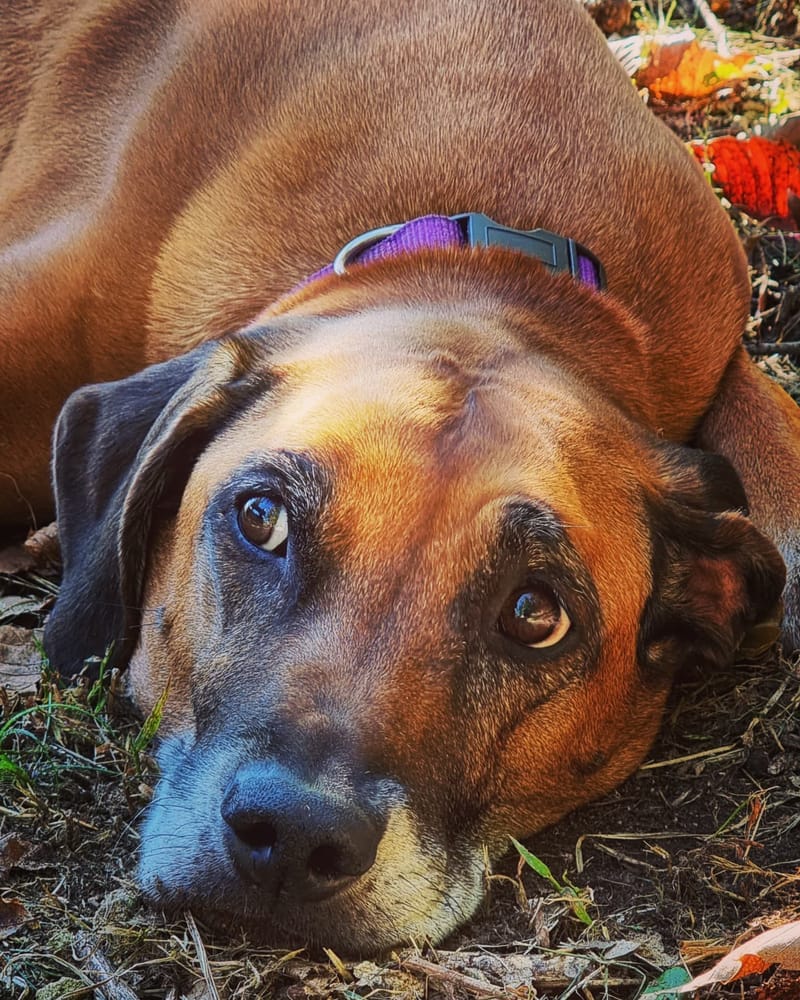 HAPPY BIRTHDAY A LITTER