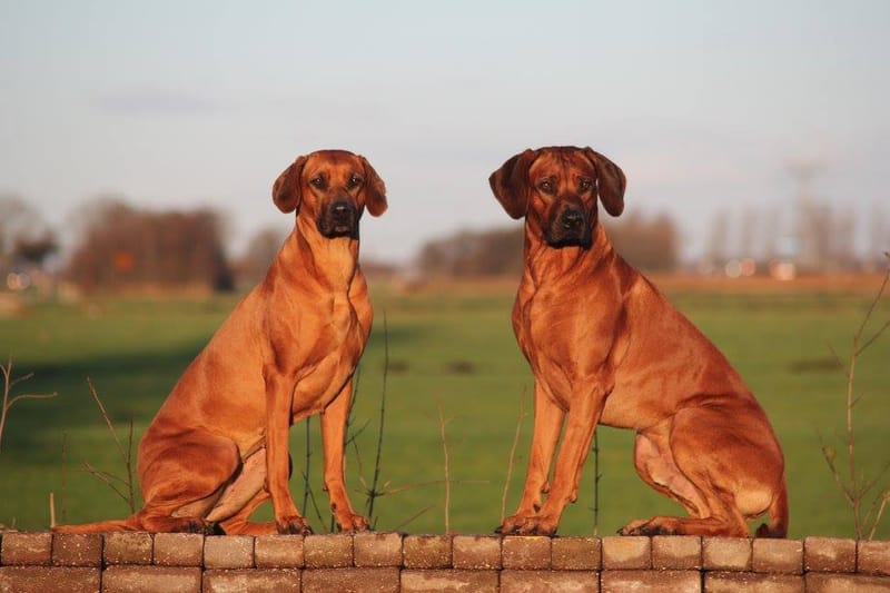 C LITTER 6 YO TODAY!