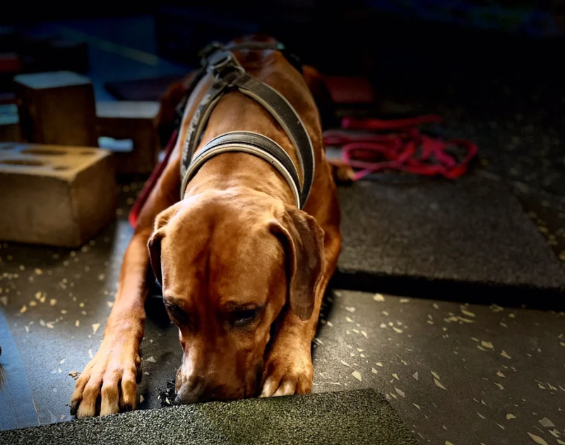 EKEWU AND THE NOSEWORK