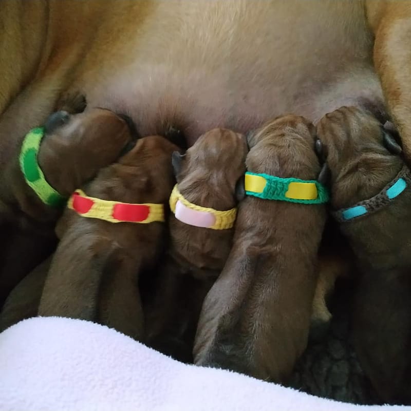 HAPPY BIRTHDAY AND LITTER