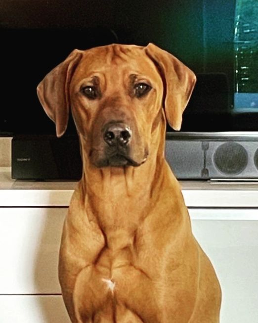 SOME OF THE BOYS OF F LITTER