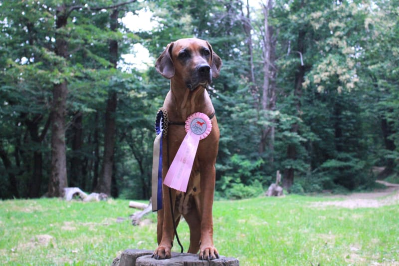 DOUBLE CACIB + CAC AARAU (CH)