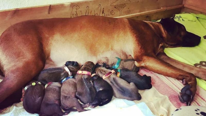 Happy birthday D Litter!