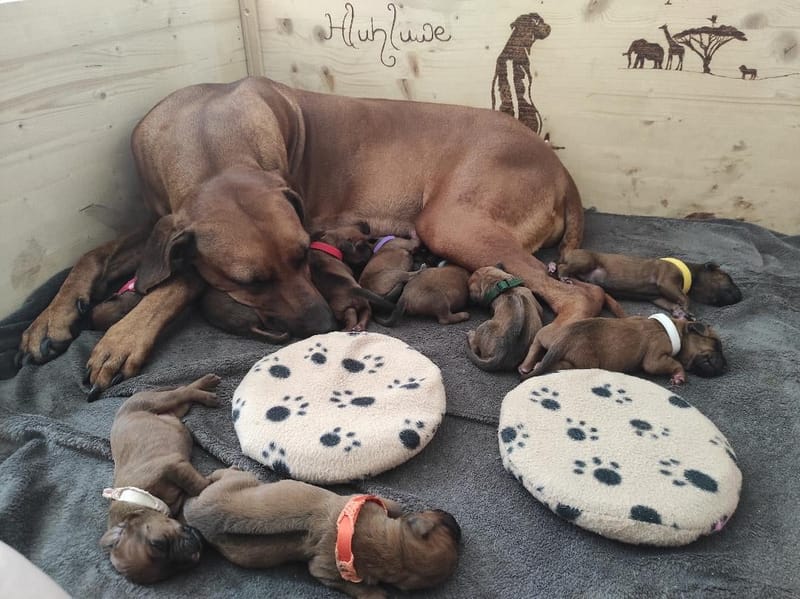 Happy First Birthday F litter