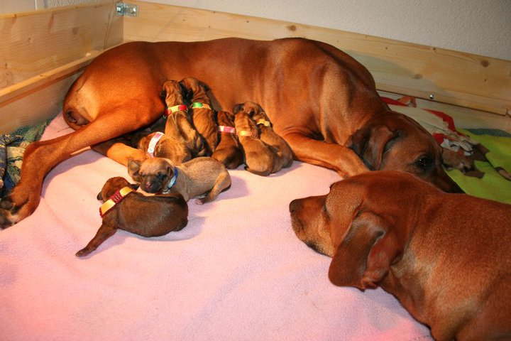 Happy birthday A litter