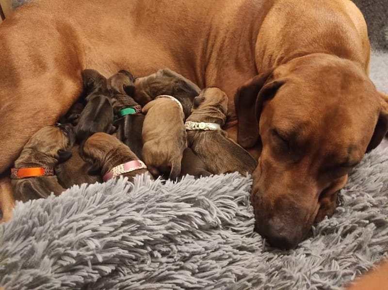 Happy First Birthday G Litter