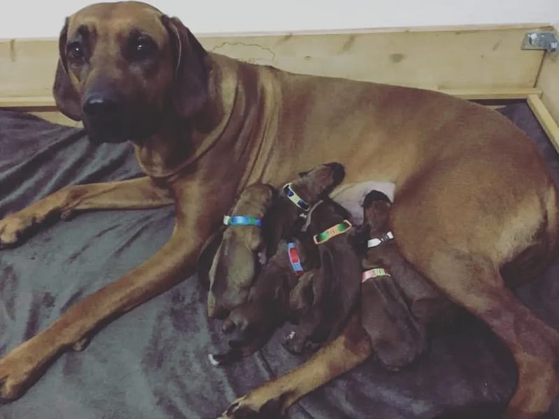 Happy birthday C Litter