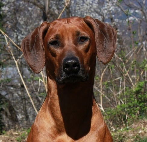 Hluhluwe Eelaijah Lauviah