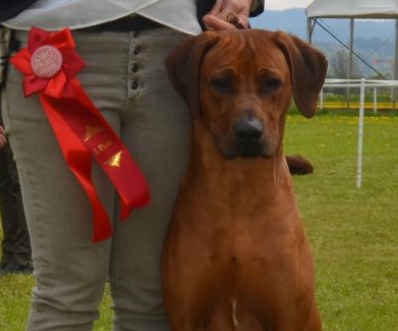 DogShowProject Fehraltorf