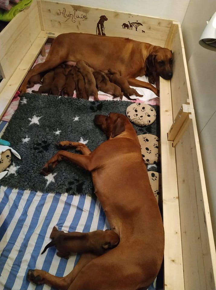 Happy Birthday E Litter!