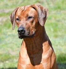 4 x shows in San Marino