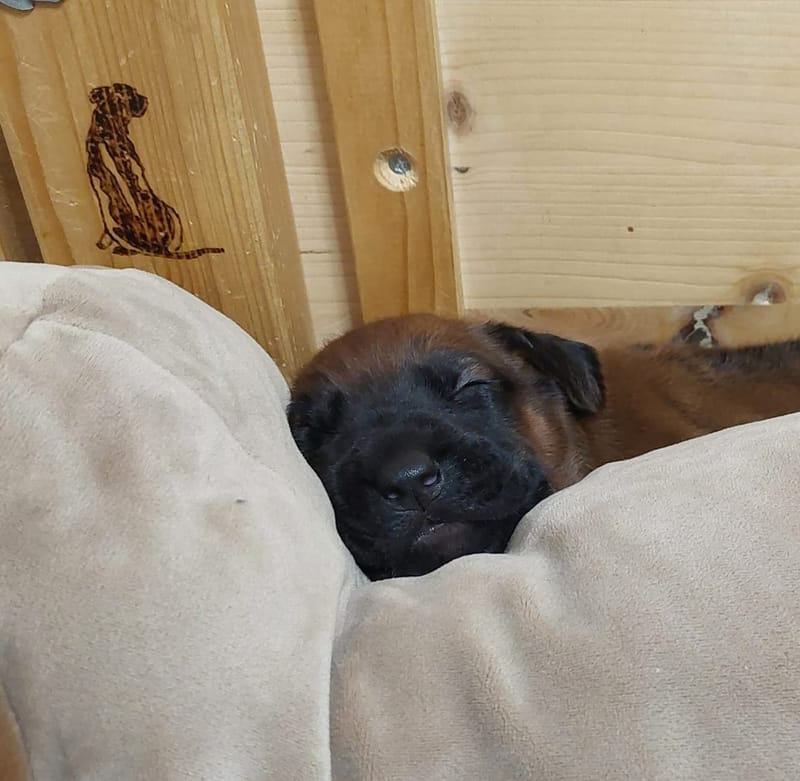 H Litter - some photos from the first month