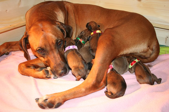 Happy birthday A Litter!