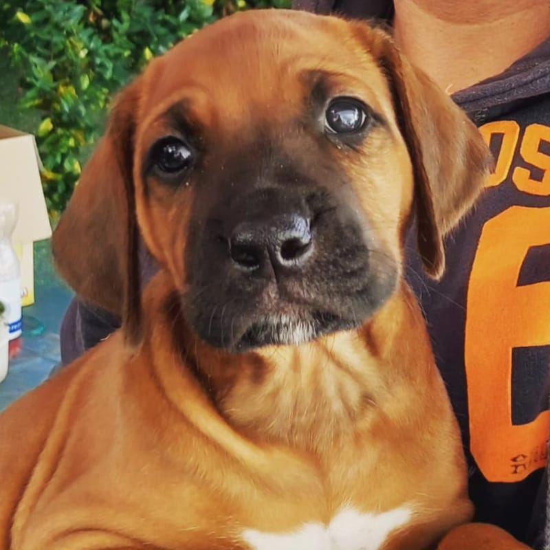 H Litter - photo of the second month