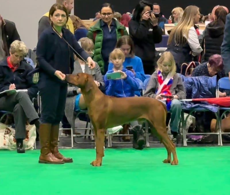 CRUFTS 2024