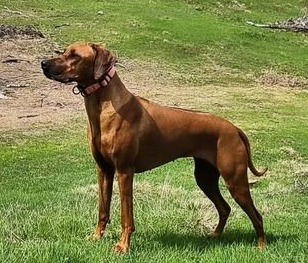 HLUHLUWE GAEL NANAEL