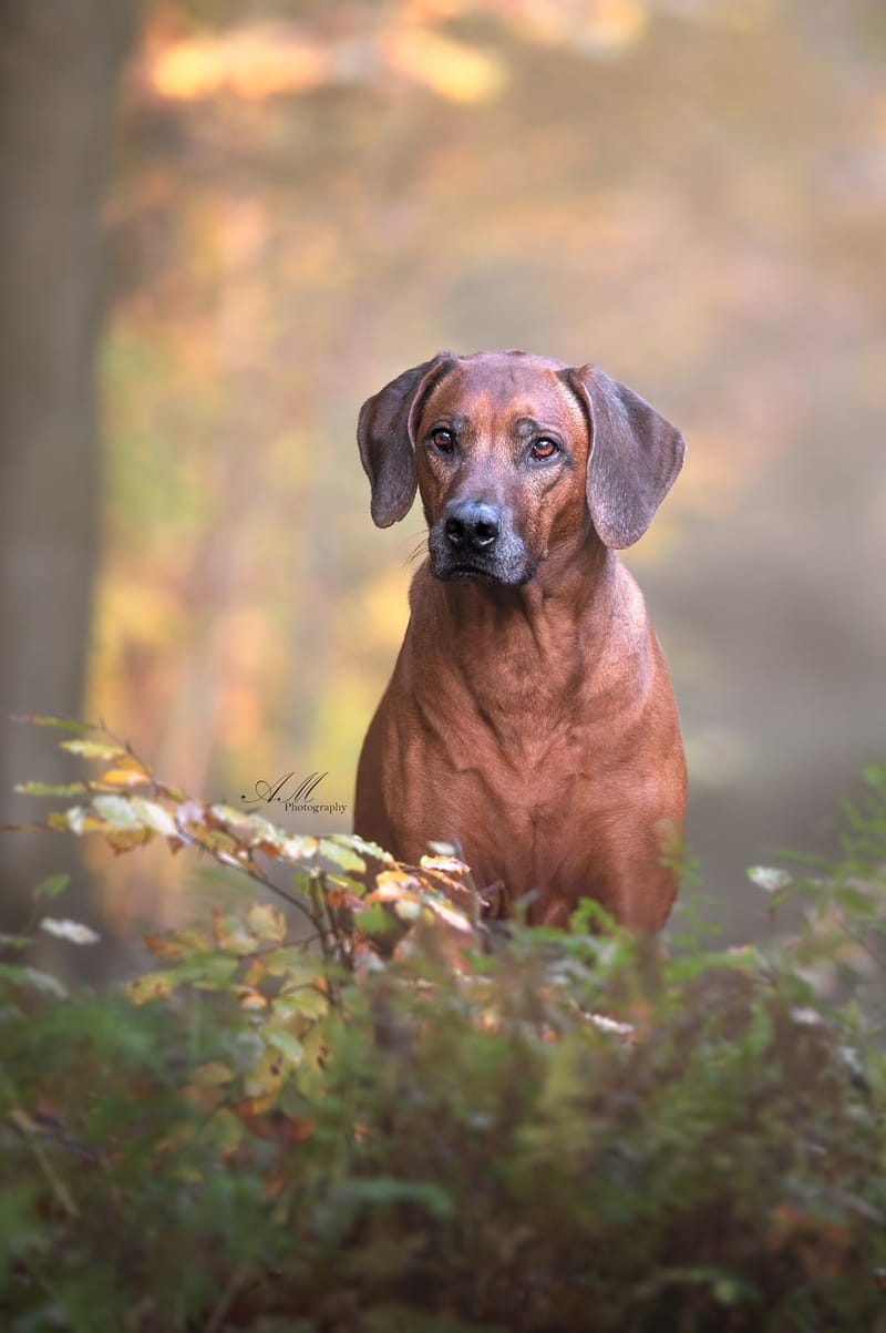 NEW LITTER ON THE WAY...