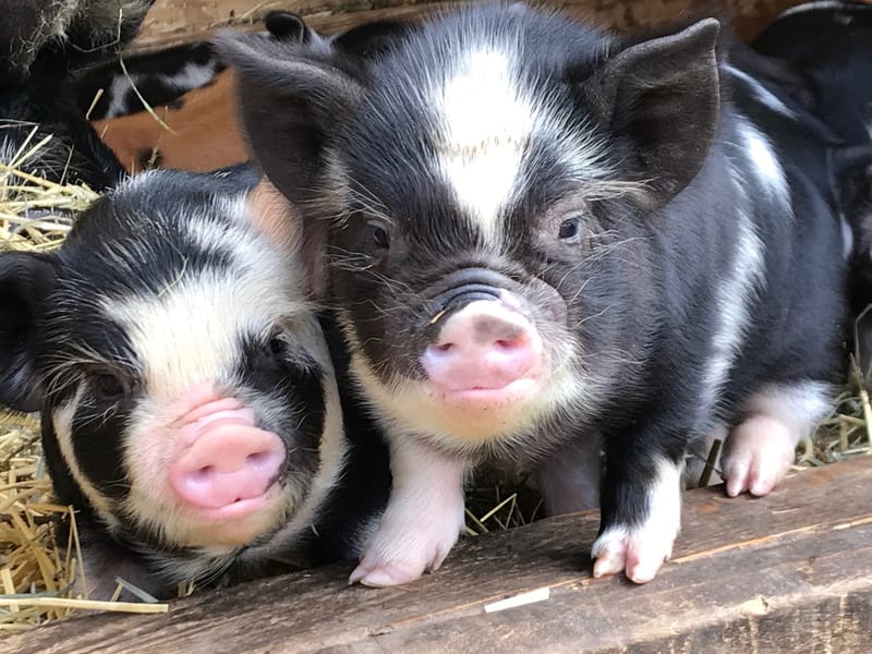 C and J Farms photo