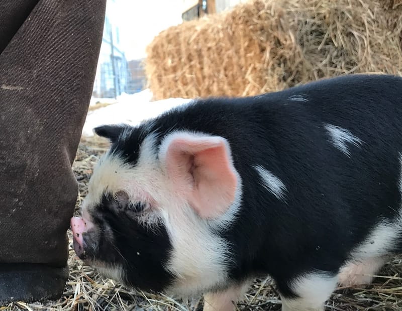 Breeding Quality Boars and Gilts