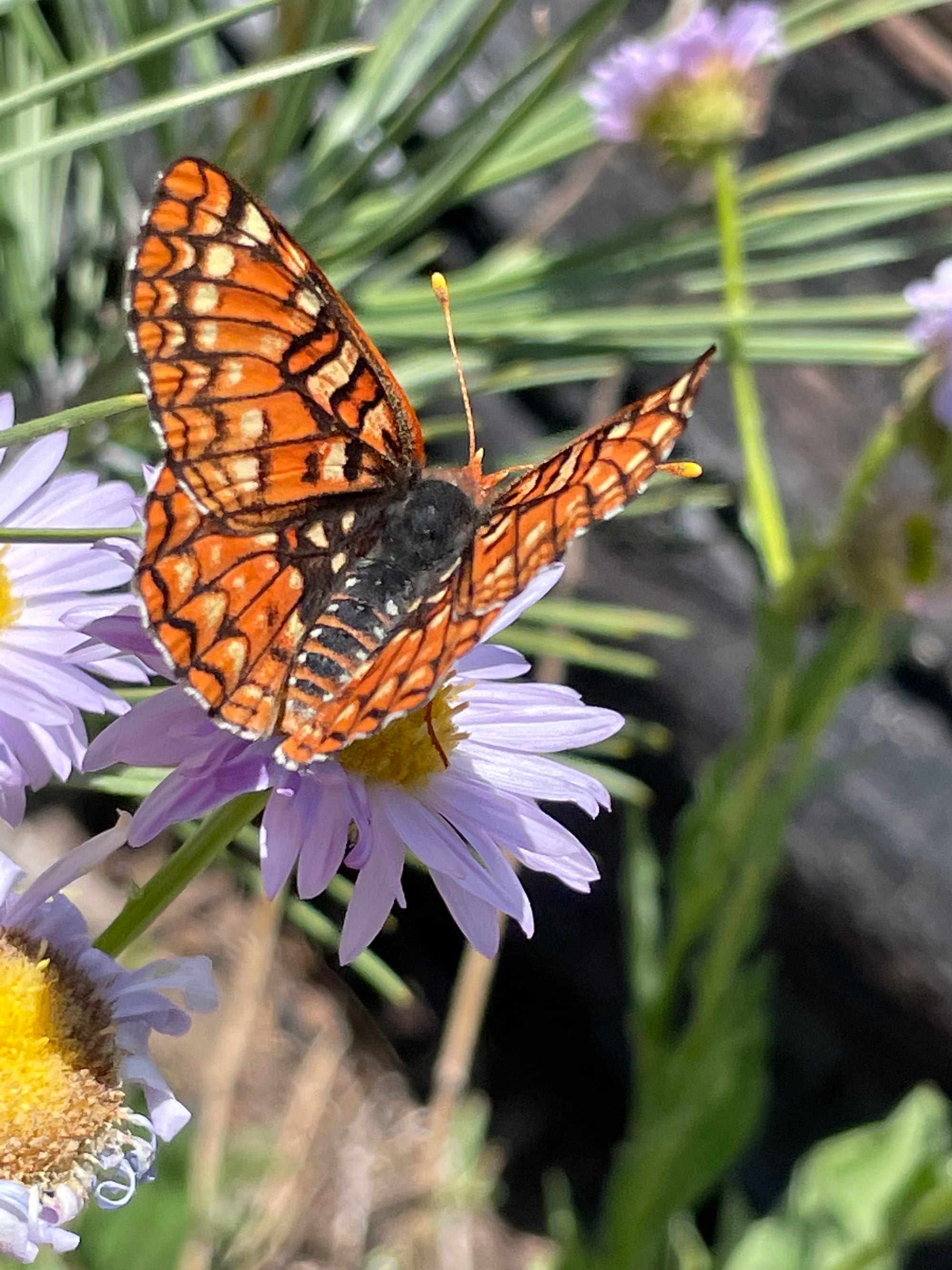 Mountain Butterfly