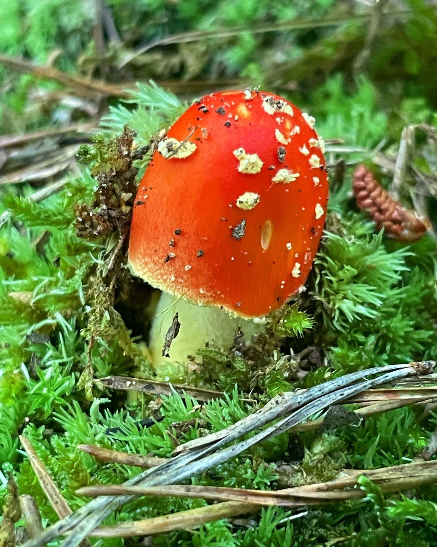 Amanita Muscaria