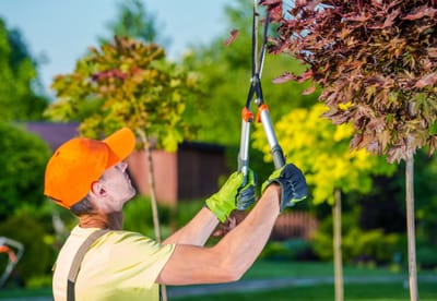 Preparing for Storms: The Importance of Commercial Tree Maintenance