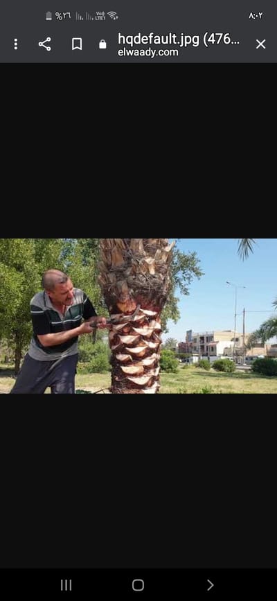 قسم تكريب النخيل image